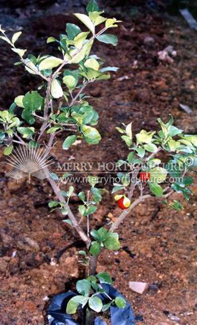 Eugenia uniflora (Cherry tree)